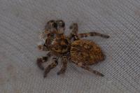 Carrhotus xanthogramma