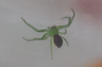 Diaea dorsata