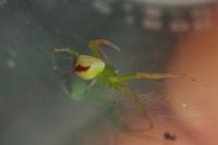 Ebrechtella tricuspidata