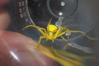 Misumena vatia