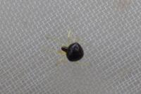 Theridula gonygaster