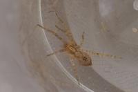 Anyphaena accentuata