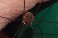 Leiobunum blackwallii