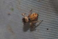 Evarcha arcuata