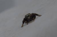 Evarcha arcuata
