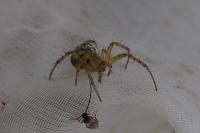 Mangora acalypha