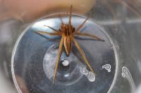 Pisaura mirabilis
