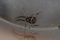 Parasteatoda lunata