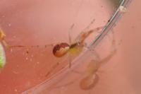 Anelosimus