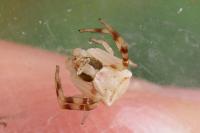 Thomisus onustus