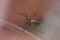Aculepeira