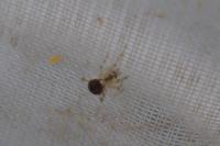 Paidiscura pallens