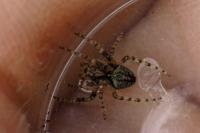 Gibbaranea gibbosa