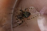 Gibbaranea gibbosa