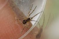 Metellina merianae