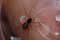 Pachygnatha degeeri