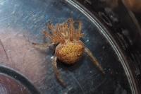 Araneus triguttatus / Araneus sturmi
