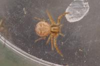 Xysticus