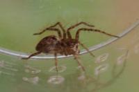 Oxyopes