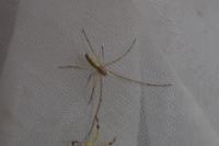 Tetragnatha