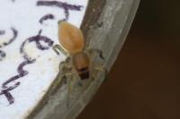 Clubionidae