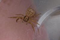 Xysticus