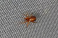 Hypsosinga sanguinea