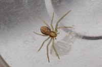 Philodromus