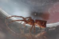 Tmarus