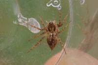 Oxyopes