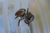 Carrhotus xanthogramma
