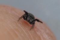 Sibianor aurocinctus