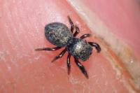 Sibianor aurocinctus