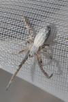Uloborus walckenaerius