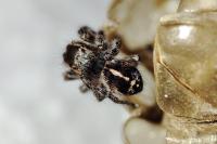 Pellenes tripunctatus