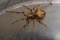 Gibbaranea gibbosa