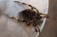 Araneus angulatus