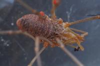 Phalangium opilio