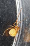 Heterotheridion nigrovariegatum