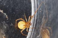 Heterotheridion nigrovariegatum