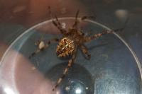 Araneus diadematus
