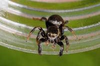 Evarcha arcuata