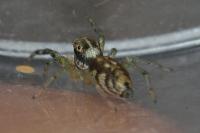 Phintella castriesiana