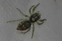 Phintella castriesiana