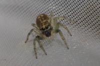 Phintella castriesiana