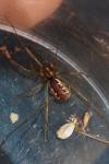 Linyphia triangularis