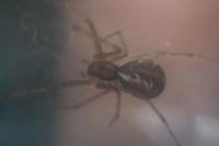 Linyphia triangularis