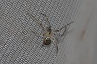 Platnickina tincta