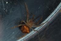 Araneus triguttatus / Araneus sturmi