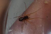 Pachygnatha listeri